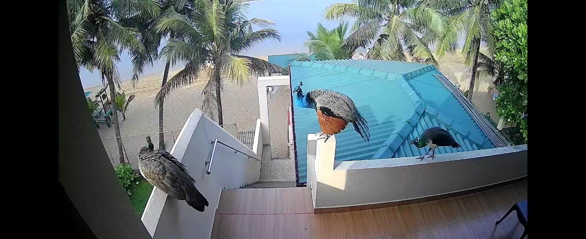 فندق Coral Reef Guest بيروفالا المظهر الخارجي الصورة